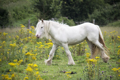White horse on field