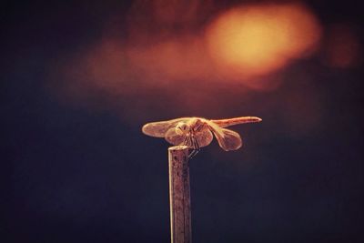 Close-up of grasshopper