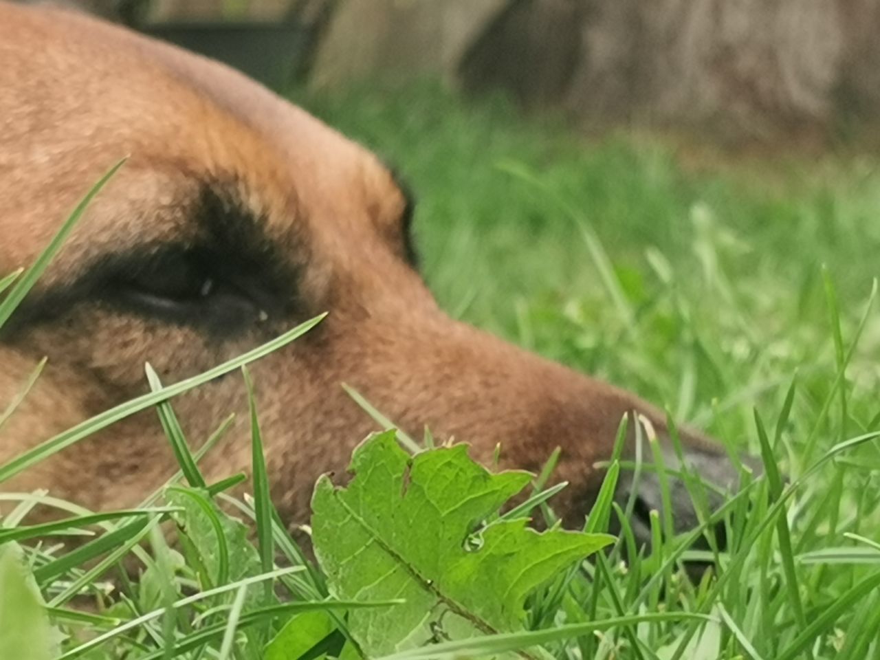 CLOSE-UP OF A HORSE IN A FIELD