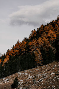 Trees on field against sky during autumn