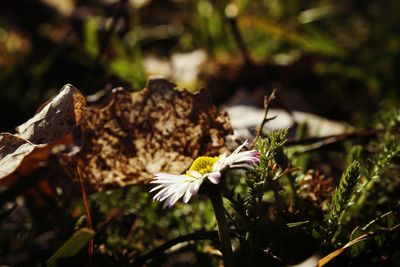 Close-up of flowering plant on land