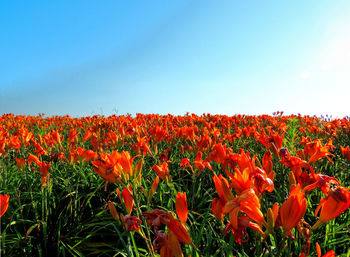 Close-up of red flowers blooming in field