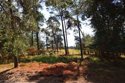 Trees on field in forest against sky