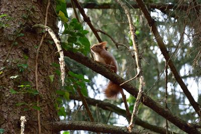 Low angle view of monkey sitting on tree in forest