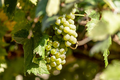 Close-up of grapes growing in vineyard