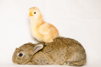 Close-up of a rabbit over white background