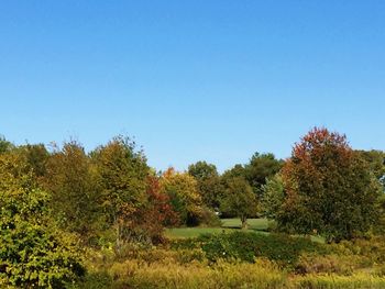 Trees on field against blue sky