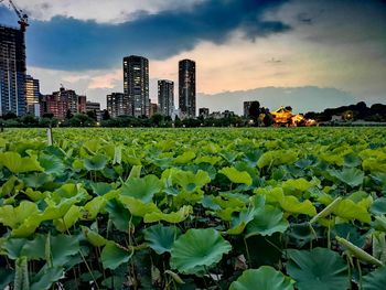 Scenic view of field by buildings against sky