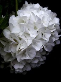 Close-up of hydrangea blooming against black background