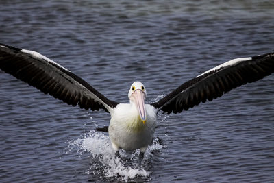 Australian pelican landing with spread wings in the sea