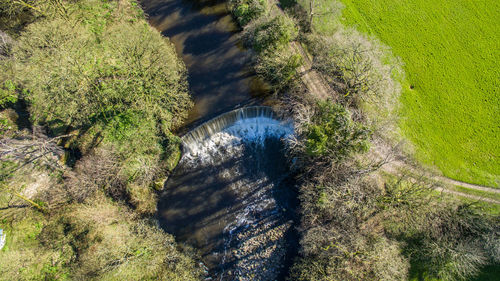 High angle view of cat on water