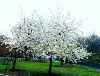 Pink flowers blooming in park