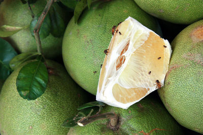 High angle view of fruits on leaves