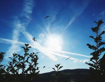 Low angle view of airplane flying in sky