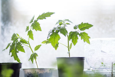 Close-up of potted plant on table