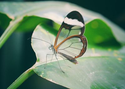 Close-up of insect on leaf