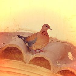 Bird perching on wall