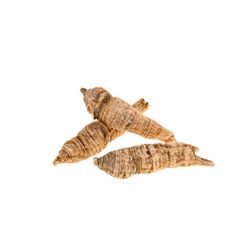 High angle view of lizard on white background