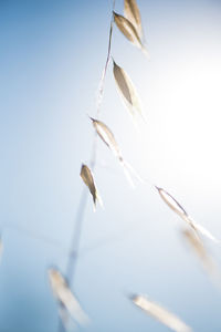 Close-up of water against clear sky