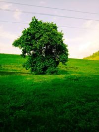 Trees on field against sky