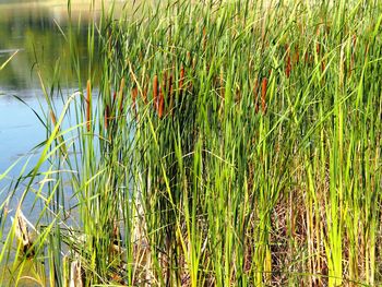 Close-up of grass growing in field