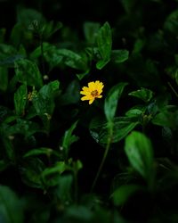 Close-up of yellow flowering plant