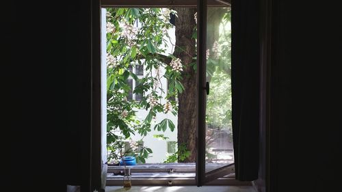 Plants seen through window at home