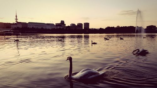 Swan swimming on lake against sky during sunset