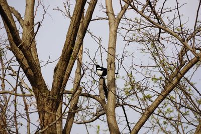 Low angle view of bird perching on tree