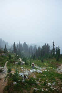 Mt. rainier, washington 