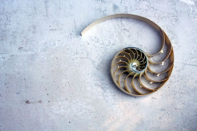 High angle view of shells