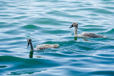 View of ducks swimming in lake