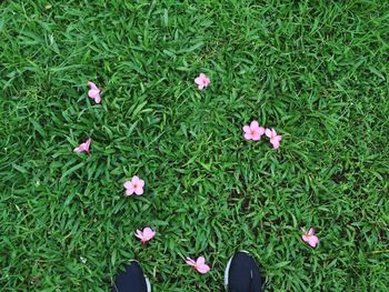 Full frame shot of pink flowers blooming on grassy field