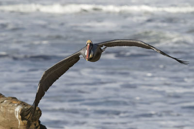 Close-up of bird flying over sea