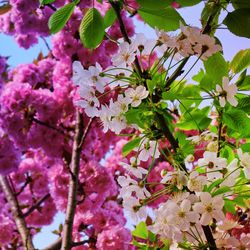 Low angle view of fresh flower tree against sky