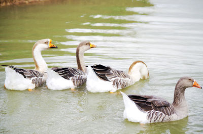 Close-up of swans swimming on lake