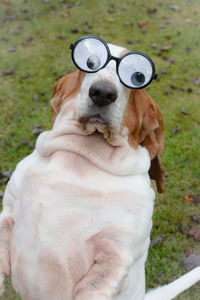 Close-up of dog wearing funny glasses 