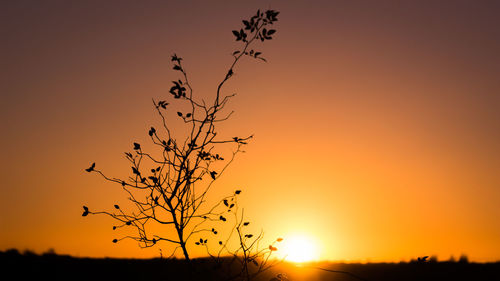 Close-up of silhouette tree against romantic sky at sunset