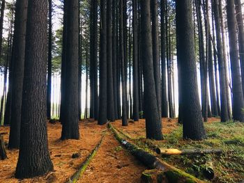 Trees growing on field in forest