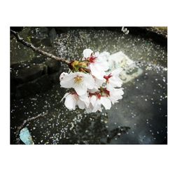 Close-up of white flowers blooming on tree