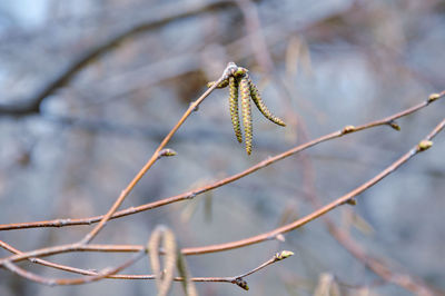 Close-up of male flower catkins growing on tree during winter