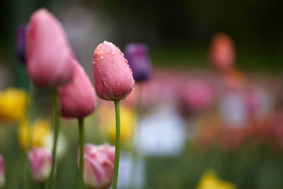 Close-up of pink tulip on plant