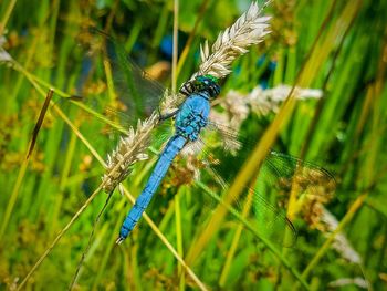 Close-up of insect on grass