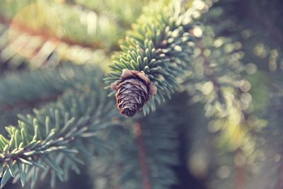 Close-up of pine cone on tree