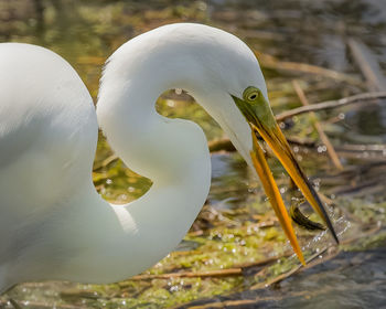Close-up of bird in lake
