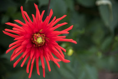 Close-up of fresh red flower