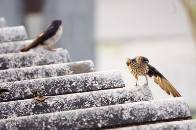 Close-up of bird perching on roof tile