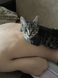 Portrait of cat relaxing on bed at home