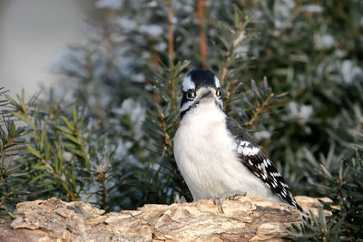 Close-up of bird perching on tree