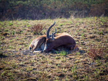 Endangered blesbok antelope sleeping in grass at malolotja nature reserve, swaziland, africa